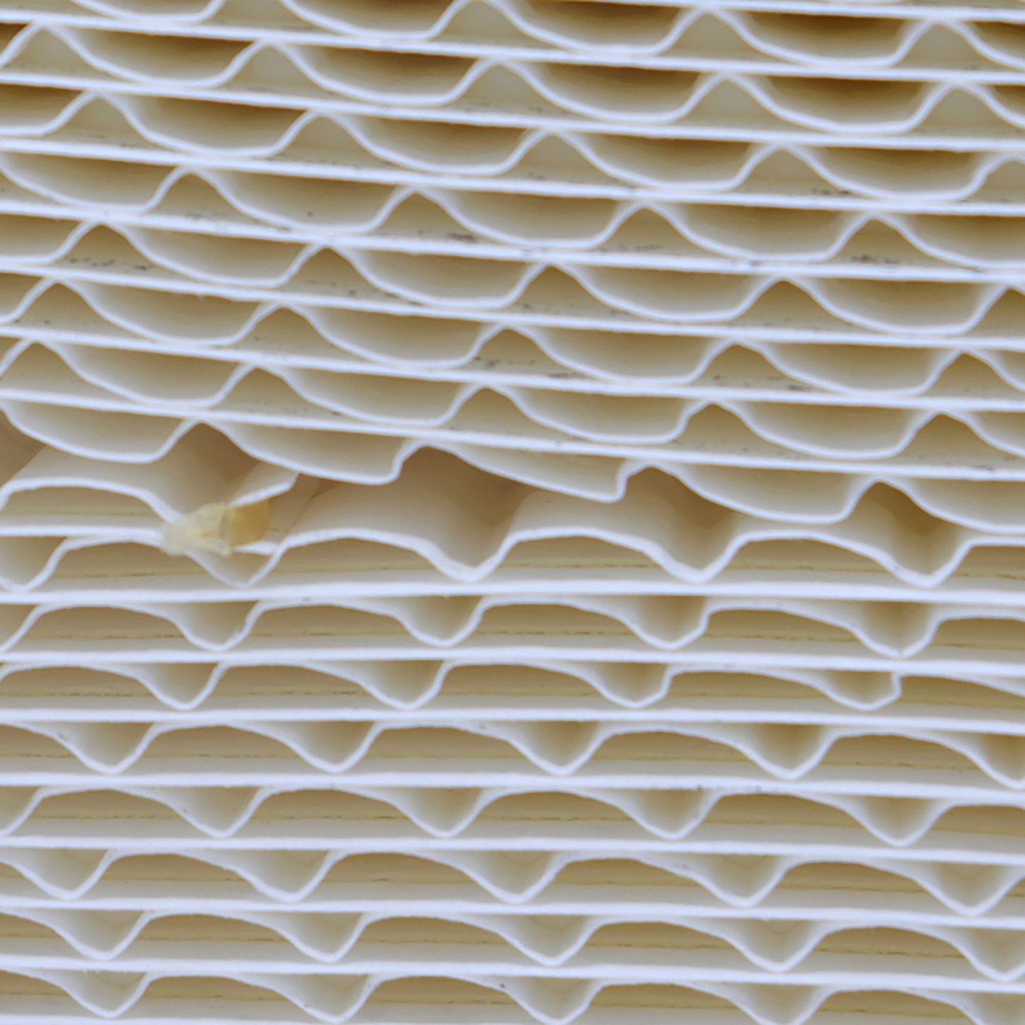 PRIMPAF5595 4
